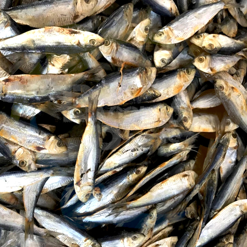 Dried Fish - Tabagak