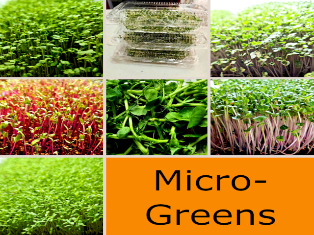 Micro Greens