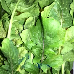 Arugula 