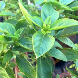 Basil - Thai