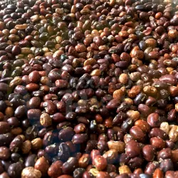 Beans - Balatong