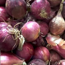 Onion Red