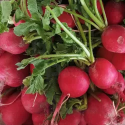 Radish at Bacolod Pages