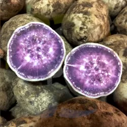 Sweet Potato Purple