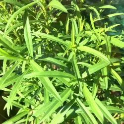 Tarragon