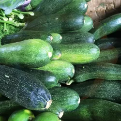Zucchini at Bacolod Pages