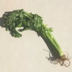 Celery