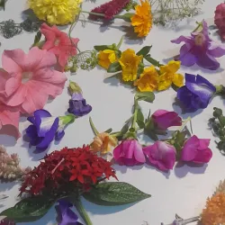 Edible Flowers from Bacolod Pages