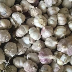 Garlic at Bacolod Pages