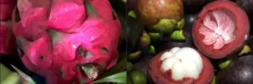 Dragon Fruits and Mangosteen Bacolod Pages