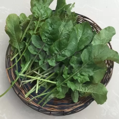 Arugula 