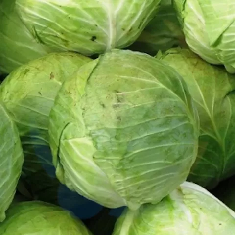 Cabbage