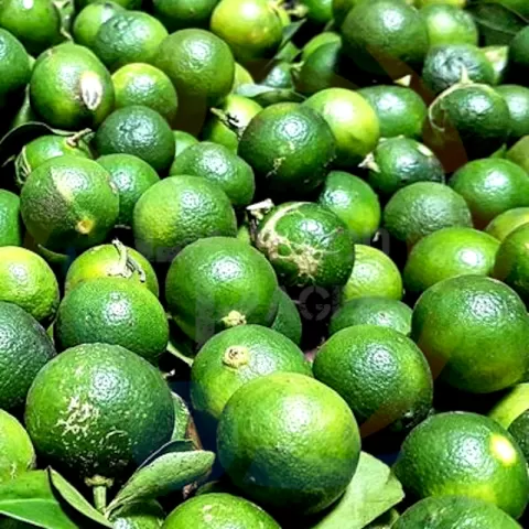 Calamansi