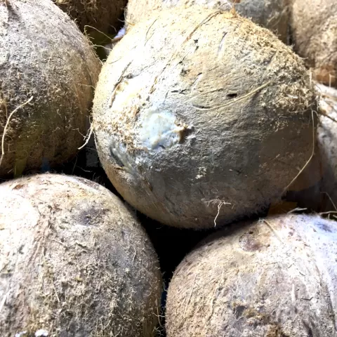 Gata coconut bilog