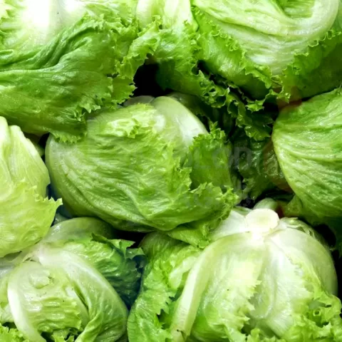 Lettuce - Iceberg