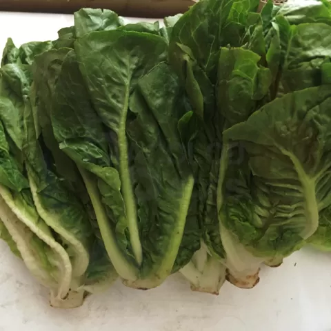 Lettuce - Romaine from Baguio at Bacolodpages