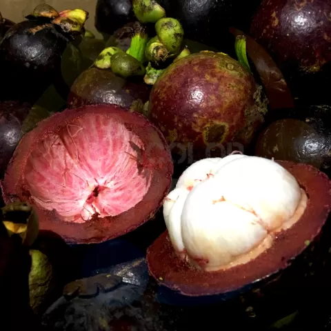 Mangosteen