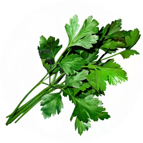 Parsley