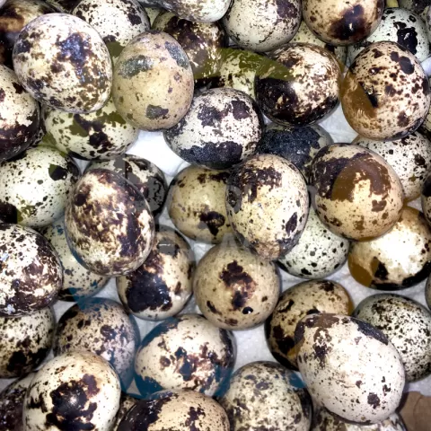 Egg Quail