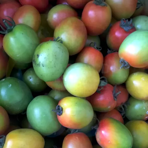 Tomatoes at Bacolod Pages