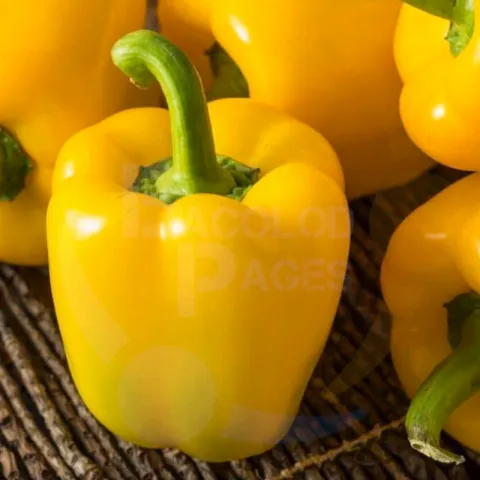 Yellow Bell Pepper at Bacolodpages