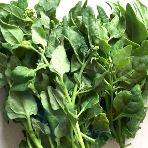 Spinach