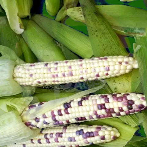 Sweet Corn White/Purple