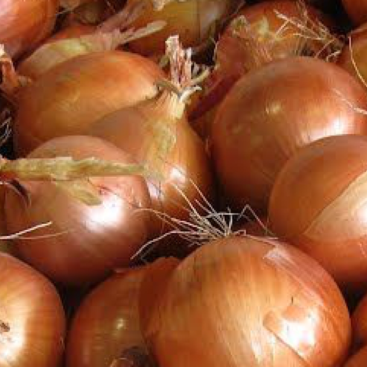 Onion White Bacolod Pages